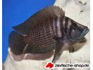 Altolamp calvus Zambia Black.jpg