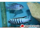 Pseudotropheus sp Elongatus Ornatus Tanzania Chuwa