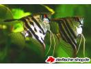 sk.zebra.jpg
