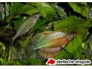 FS_Glosselepis_wanamensis_001.jpg