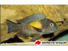 Tropheus_moorii_Mpulungu_03.jpg