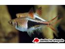 rasbora_heteromorpha_.jpg