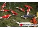 koi rw.jpg