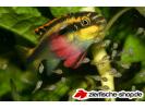 Pelvicachromis matadi.jpg