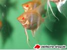 Pterophyllum albino.jpg