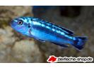 Melanochromis_johannii2.jpg