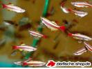 Tanichthys_albonubes_3.jpg
