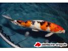 koi tricolor.jpeg
