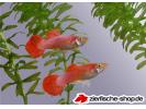 CORAL RED GUPPY.jpg