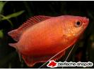 colisa chuna red.jpg