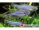 x_danio_rerio.jpg