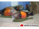 Tropheus bemba 3.jpg