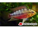 Apistogramma_hongsloi4.jpg
