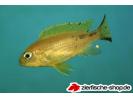Pseudotropheus sp Daktari Hai Reef.jpg