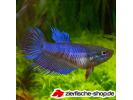 betta crown.jpg