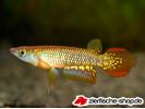 Aplocheilus_lineatus.jpg