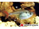x_pristella_maxillaris.jpg