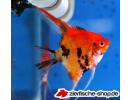 Segelflosser rot devil .jpg