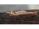 caridina_williamsi.jpg