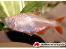 Hemigrammus-caudov.gold-6.jpg