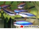 Inpaichthys_kerri3.jpg