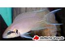 Neolamprologus_brichardi.jpg