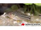 Corydoras_nanus2.jpg