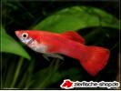 Flamingo Red Guppy 2.jpg