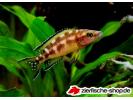 Neolamprologus buescheri 3.jpg