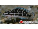 Julidochromis transcriptus.jpg