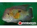 Aequidens_rivulatus2.jpg